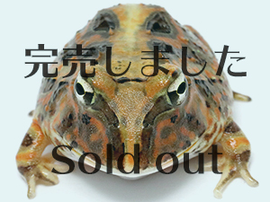ブラジルツノガエルのページ