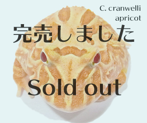 アプリコットツノガエル　販売ページ