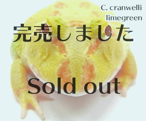 ライムグリーンアルビノツノガエル　販売ページ