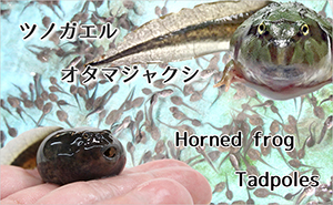 ツノガエルのエサ パックマンディナー ツノガエルのエサ パックマンディナー