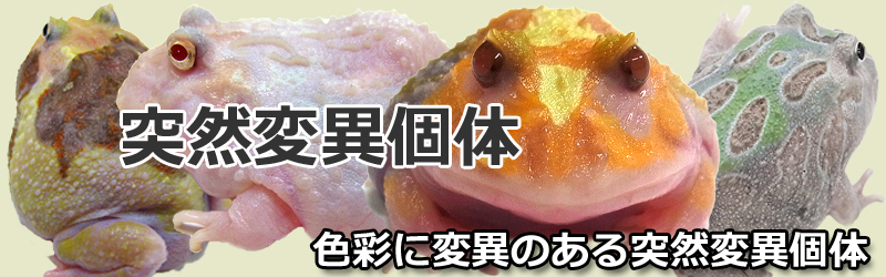 HerptileFarm NUANCE(ニュアンス)ツノガエル色彩変異、色素欠損などの突然変異個体