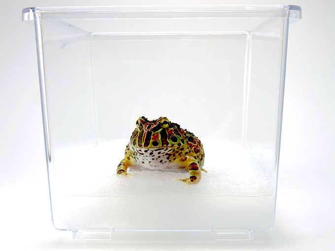 ツノガエルの種類 飼育法 ツノガエルのブリーダーnuance 飼育 販売 Pacman Frog