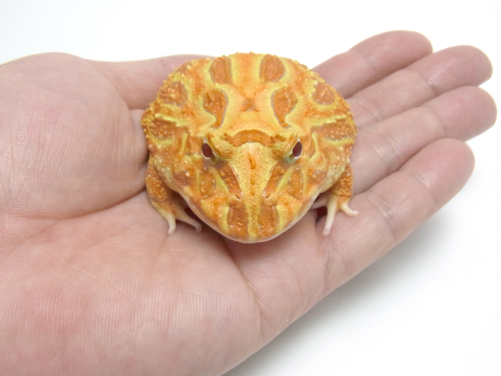 スライド4