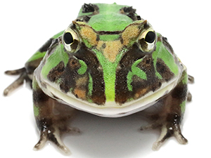 NUANCE　ニュアンス　ツノガエル ブラジルツノガエル 厳選個体25-10