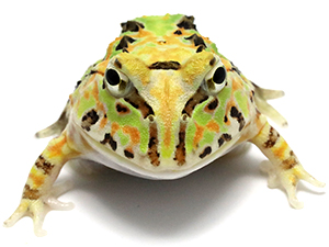 NUANCE　ニュアンス　ツノガエル ブラジルツノガエル 厳選個体25-11