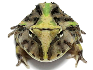 NUANCE　ニュアンス　ツノガエル ブラジルツノガエル 厳選個体25-12