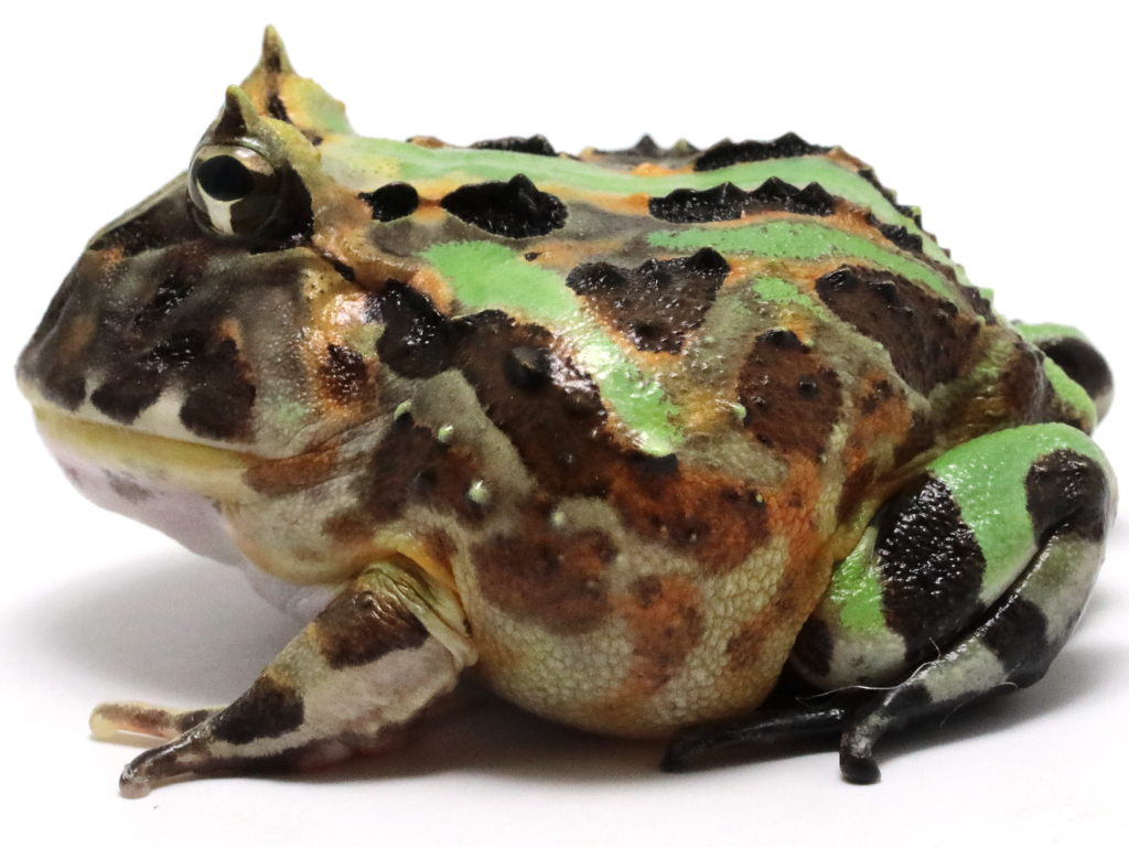 ブラジルツノガエル　厳選個体26-1