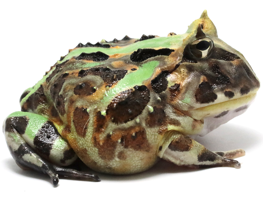ブラジルツノガエル　厳選個体26-1