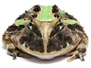 NUANCE　ニュアンス　ツノガエル ブラジルツノガエル 厳選個体26-1