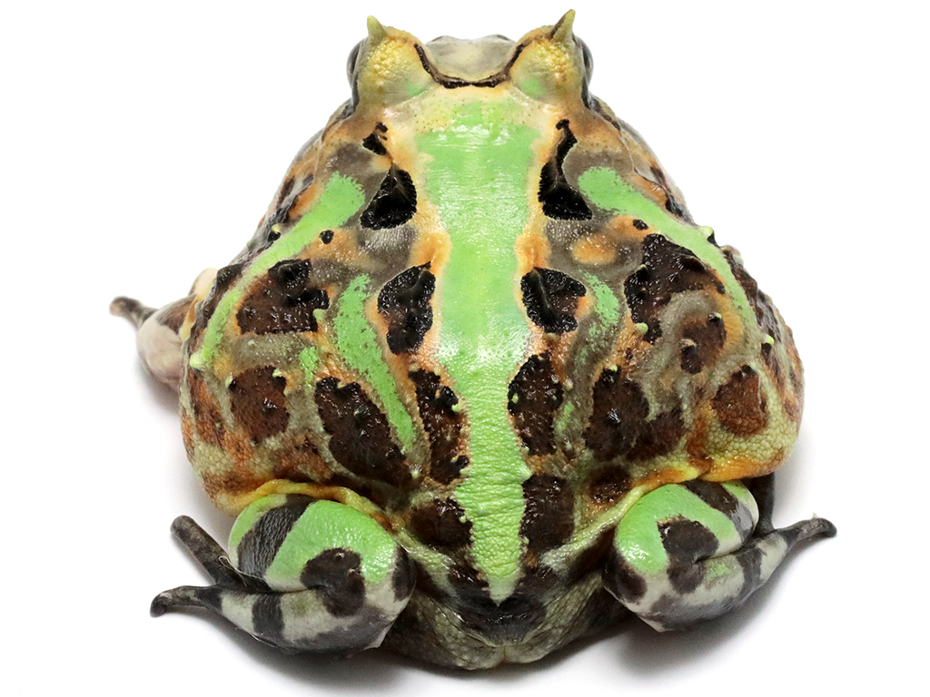 ブラジルツノガエル　厳選個体26-1