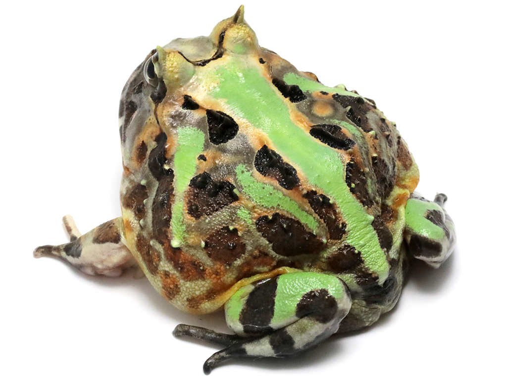 ブラジルツノガエル　厳選個体26-1