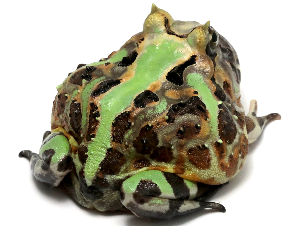 ブラジルツノガエル　厳選個体26-1