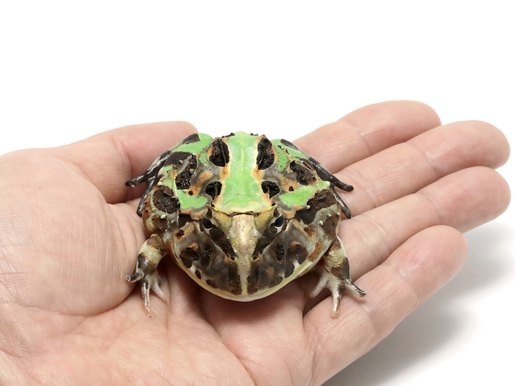 ブラジルツノガエル　厳選個体26-1