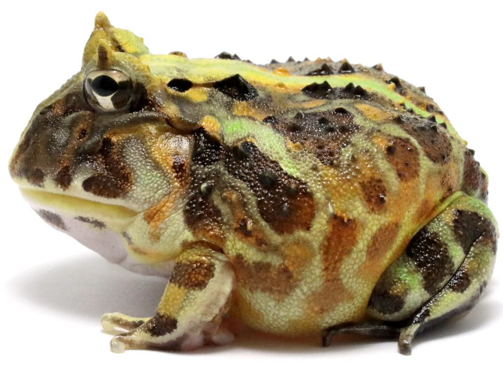 ブラジルツノガエル　厳選個体26-2