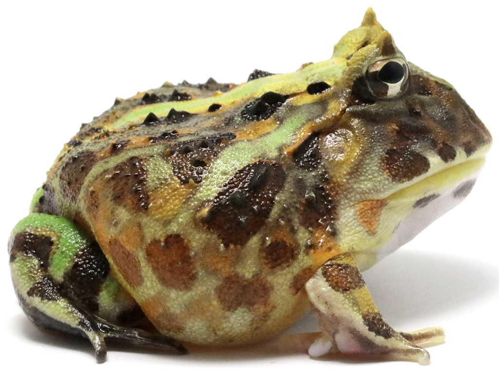 ブラジルツノガエル　厳選個体26-2
