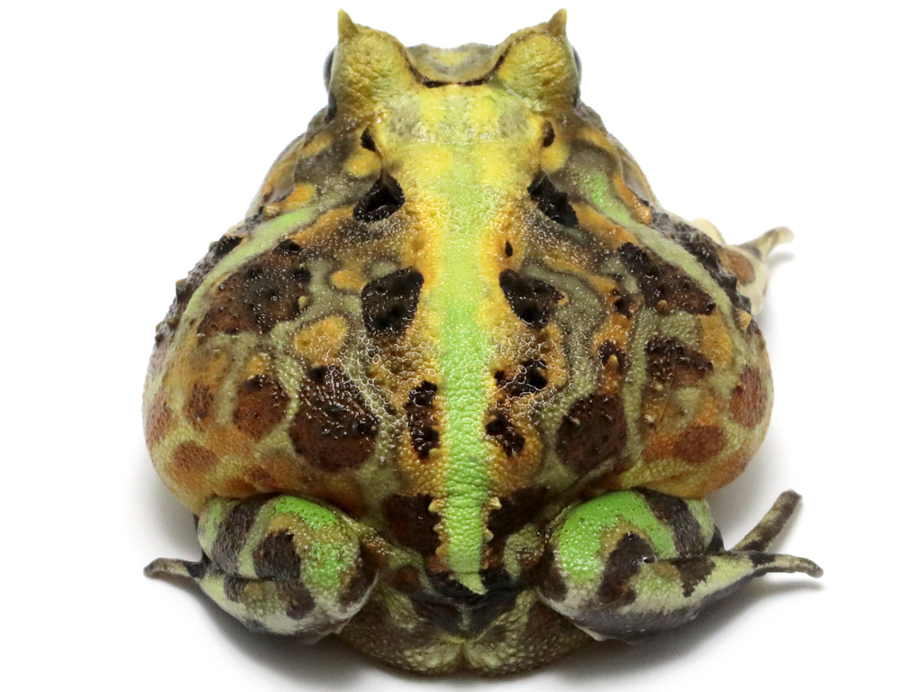 ブラジルツノガエル　厳選個体26-2