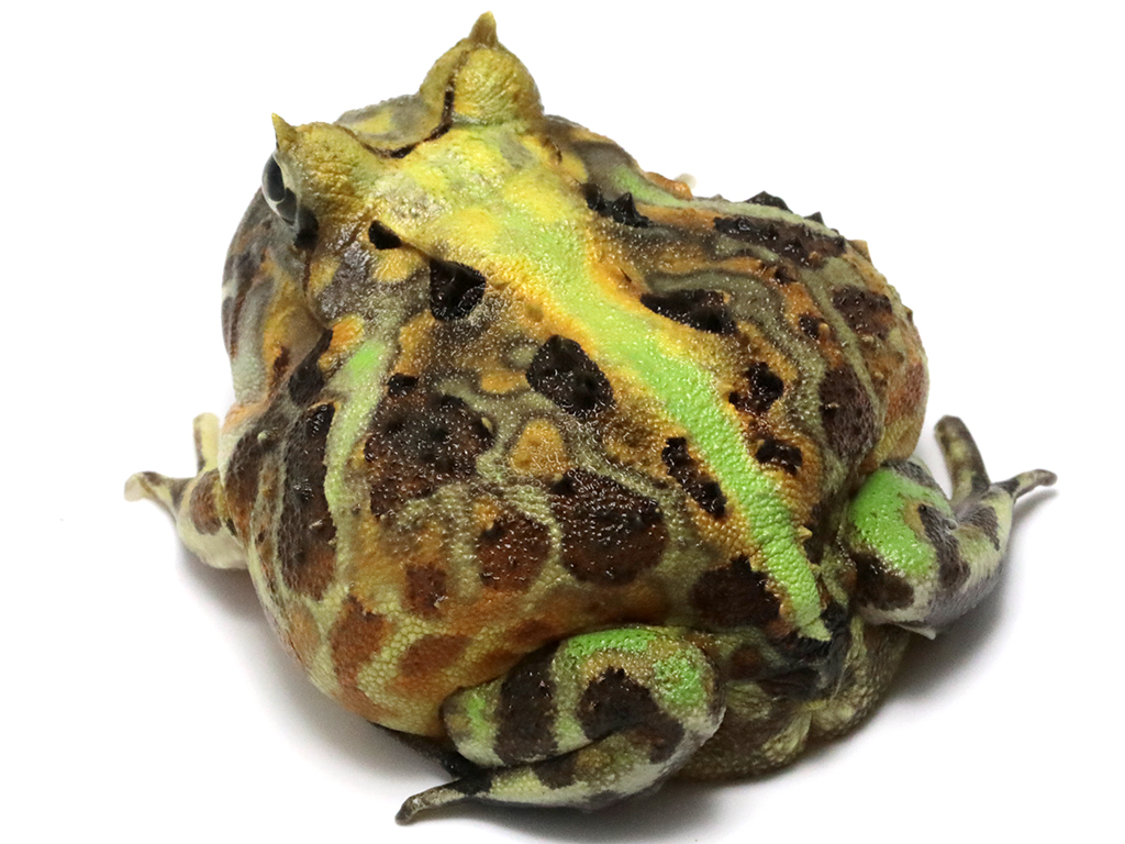 ブラジルツノガエル　厳選個体26-2