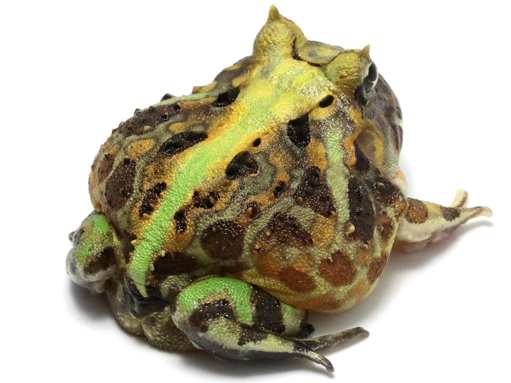 ブラジルツノガエル　厳選個体26-2