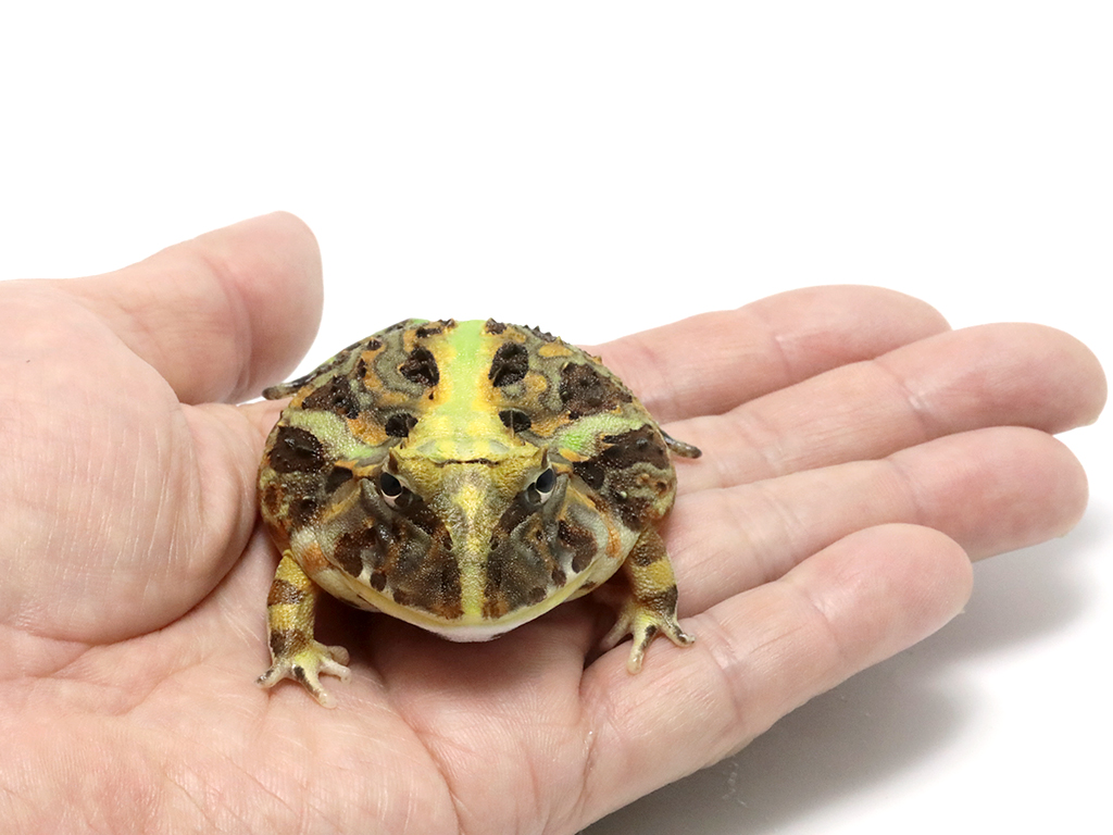 ブラジルツノガエル　厳選個体26-2