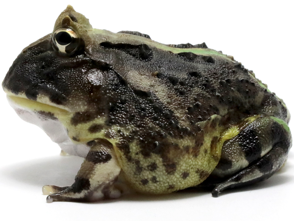 ブラジルツノガエル　厳選個体26-2