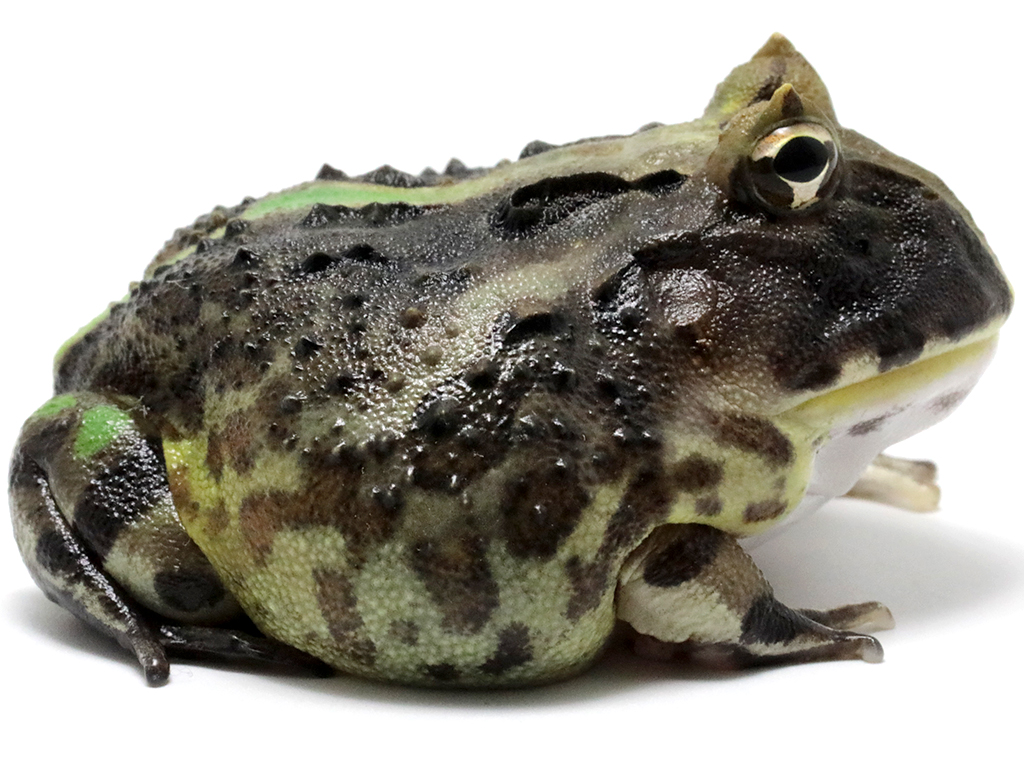 ブラジルツノガエル　厳選個体26-2