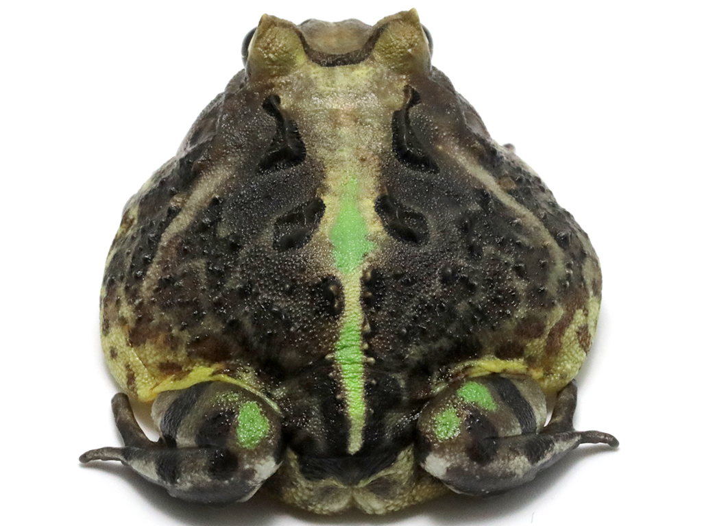 ブラジルツノガエル　厳選個体26-2