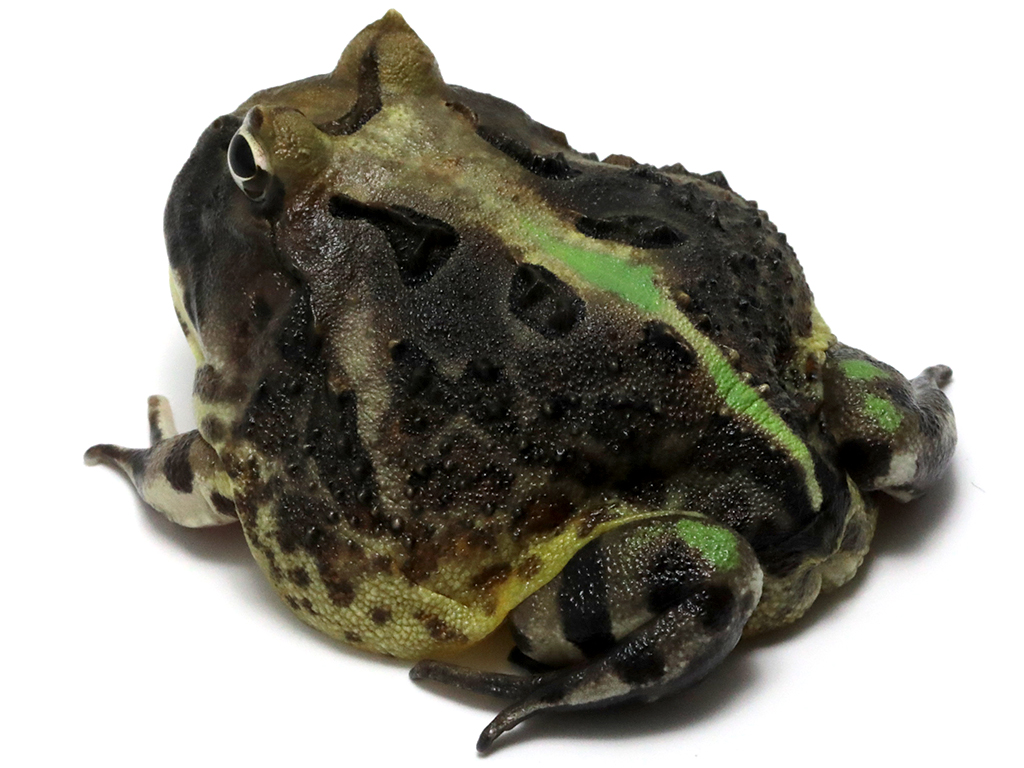 ブラジルツノガエル　厳選個体26-2