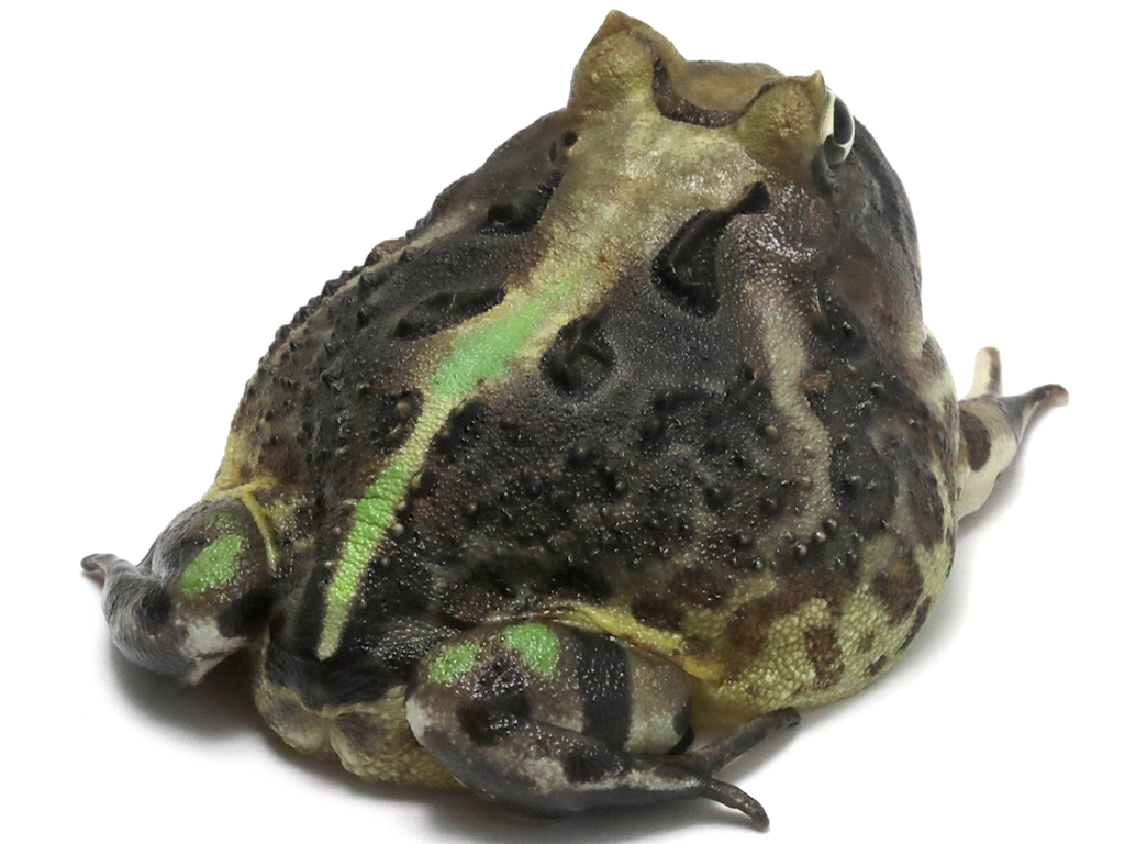 ブラジルツノガエル　厳選個体26-2