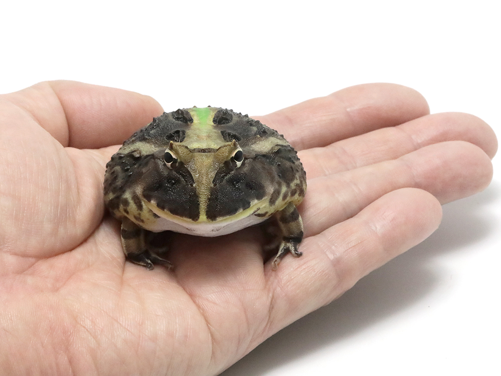 ブラジルツノガエル　厳選個体26-2