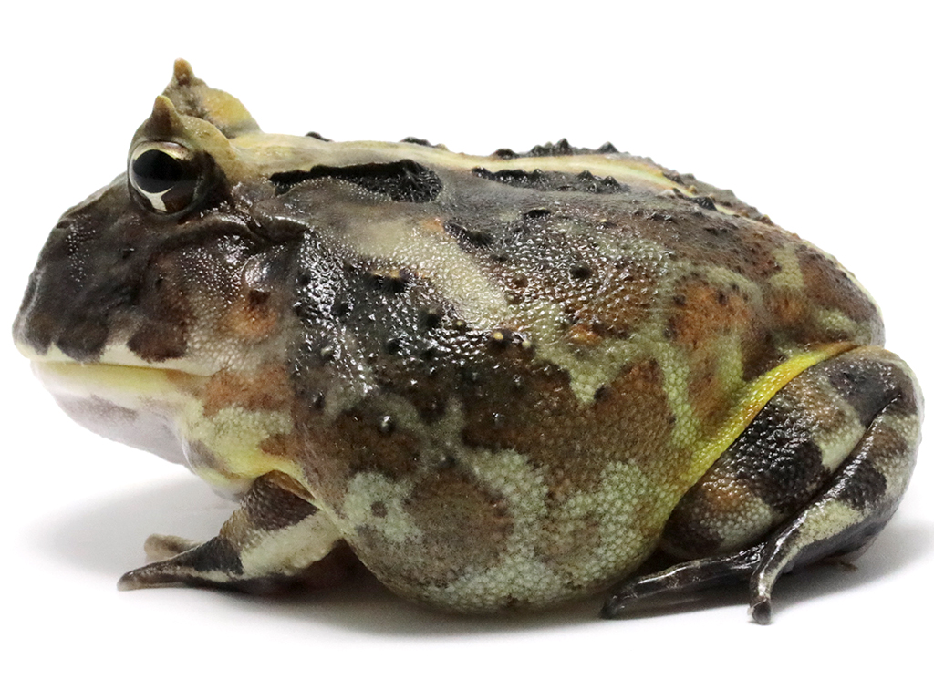 ブラジルツノガエル　厳選個体26-2