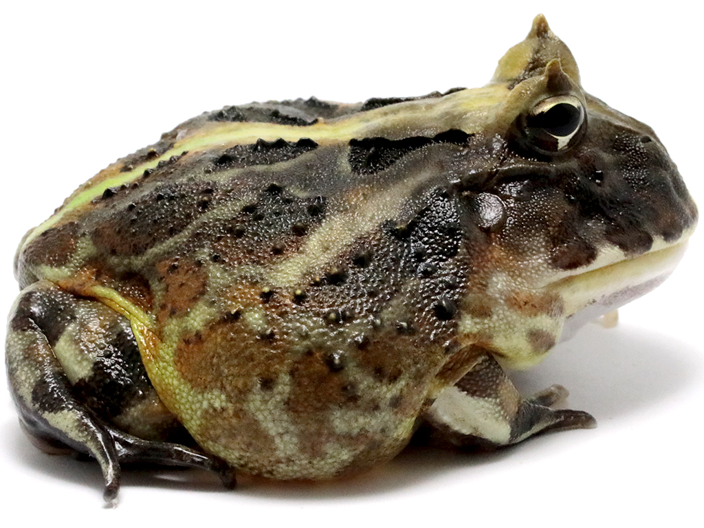 ブラジルツノガエル　厳選個体26-2