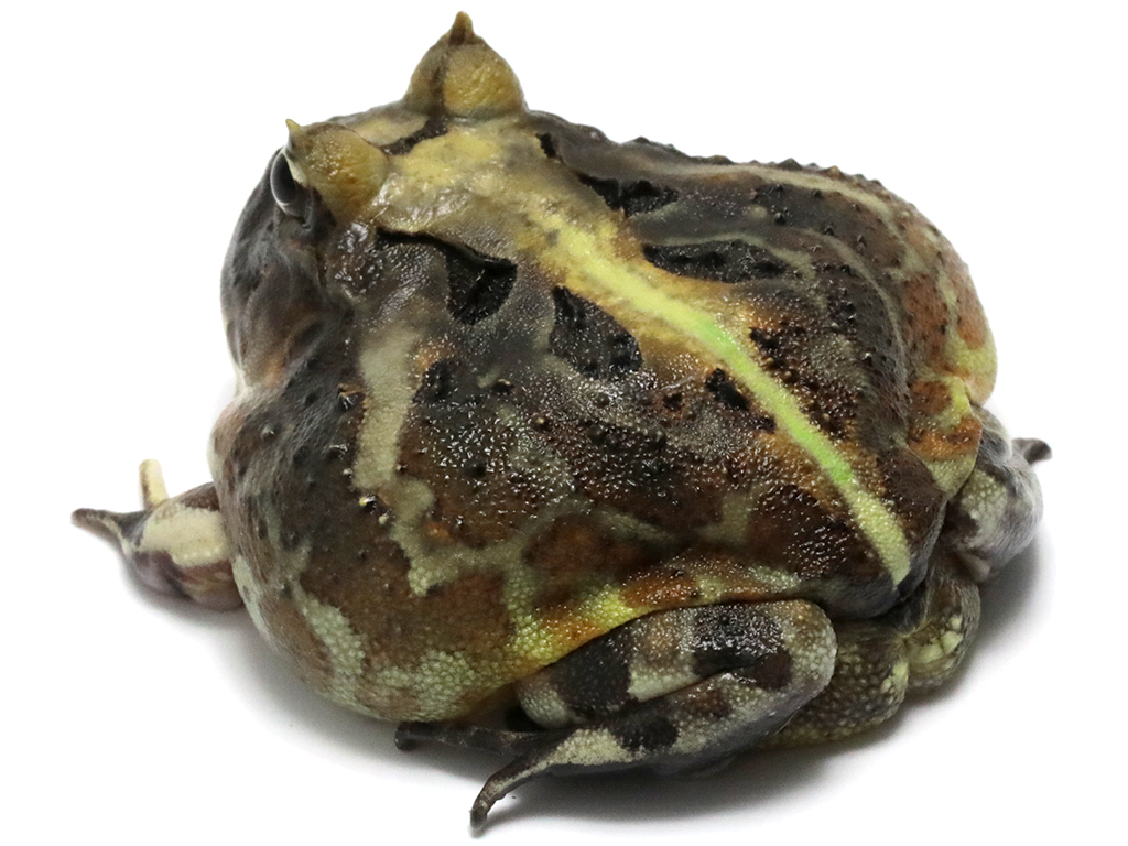 ブラジルツノガエル　厳選個体26-2