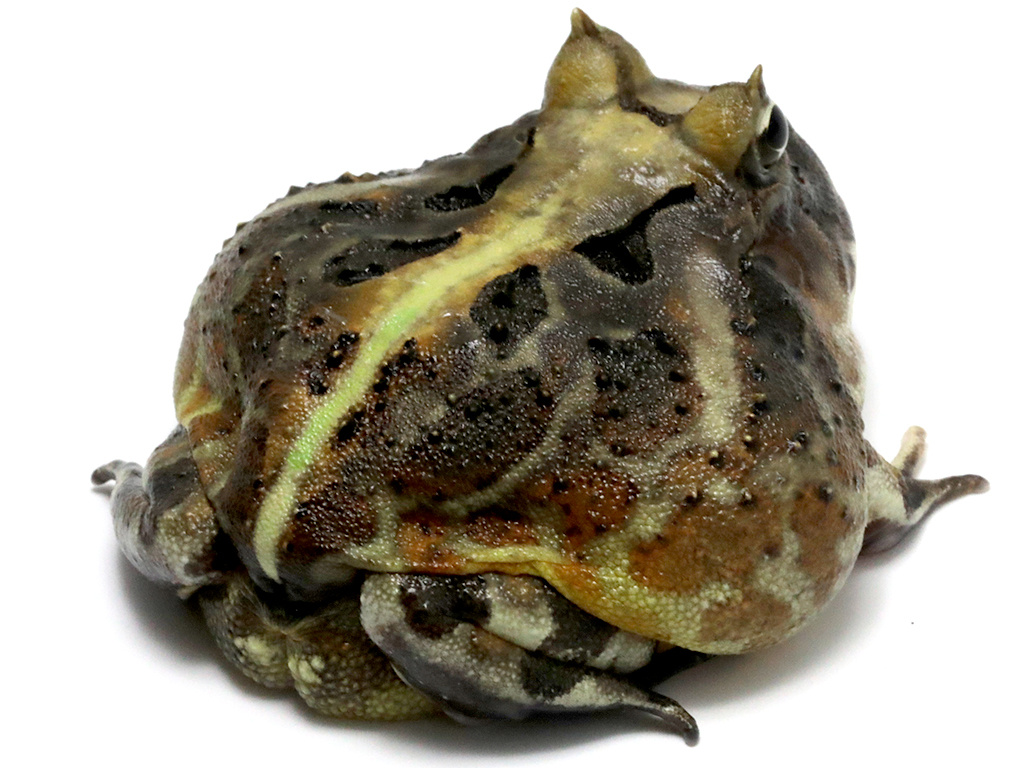 ブラジルツノガエル　厳選個体26-2