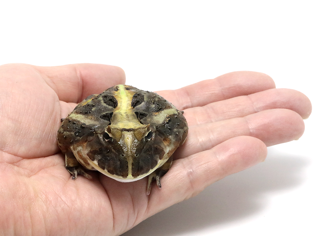 ブラジルツノガエル　厳選個体26-2