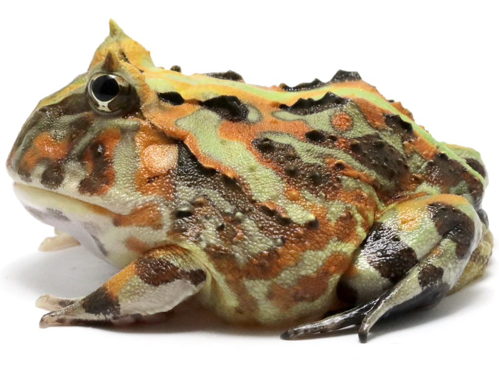 ブラジルツノガエル　厳選個体26-5