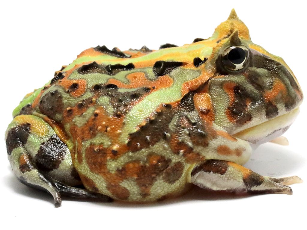 ブラジルツノガエル　厳選個体26-5