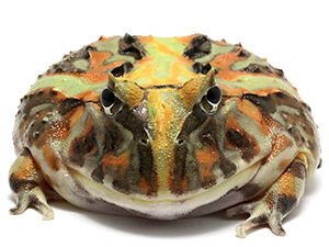 NUANCE　ニュアンス　ツノガエル ブラジルツノガエル 厳選個体26-5