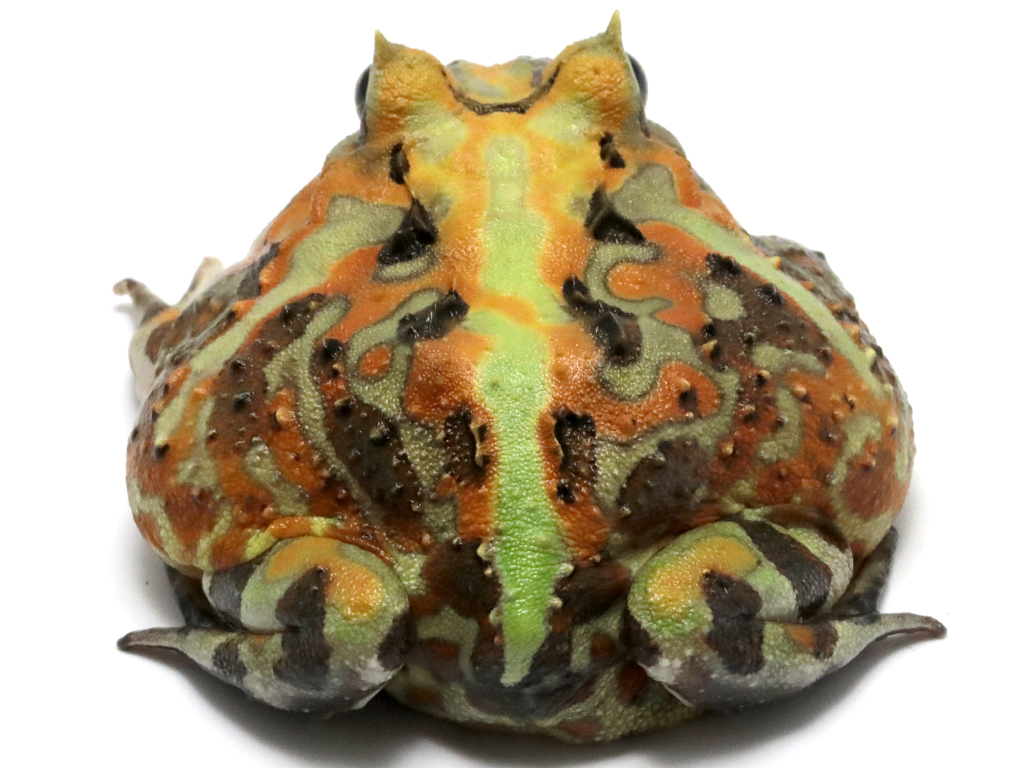 ブラジルツノガエル　厳選個体26-5