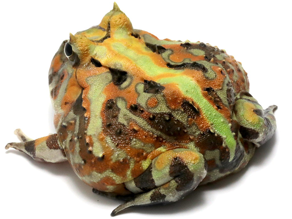 ブラジルツノガエル　厳選個体26-5
