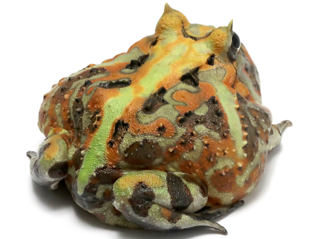 ブラジルツノガエル　厳選個体26-5