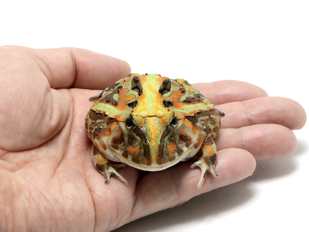ブラジルツノガエル　厳選個体26-5