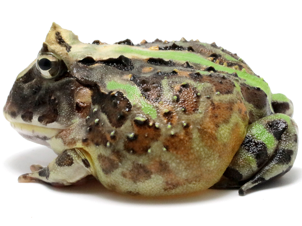 ブラジルツノガエル　厳選個体26-6