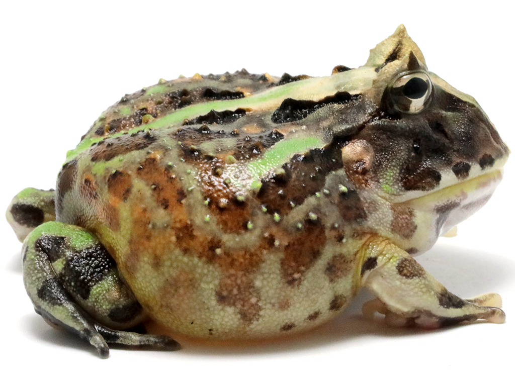 ブラジルツノガエル　厳選個体26-6