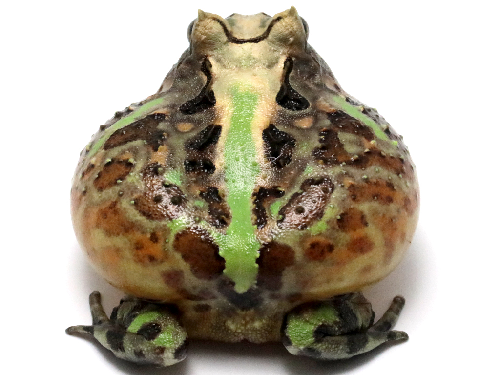 ブラジルツノガエル　厳選個体26-6