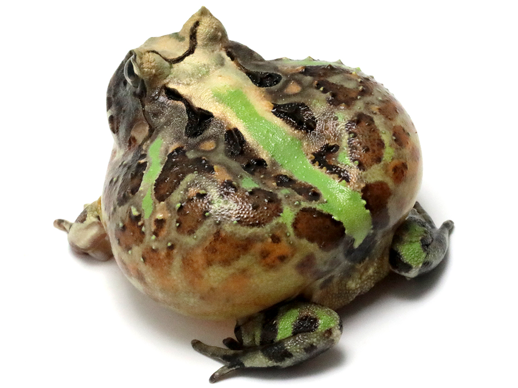 ブラジルツノガエル　厳選個体26-6