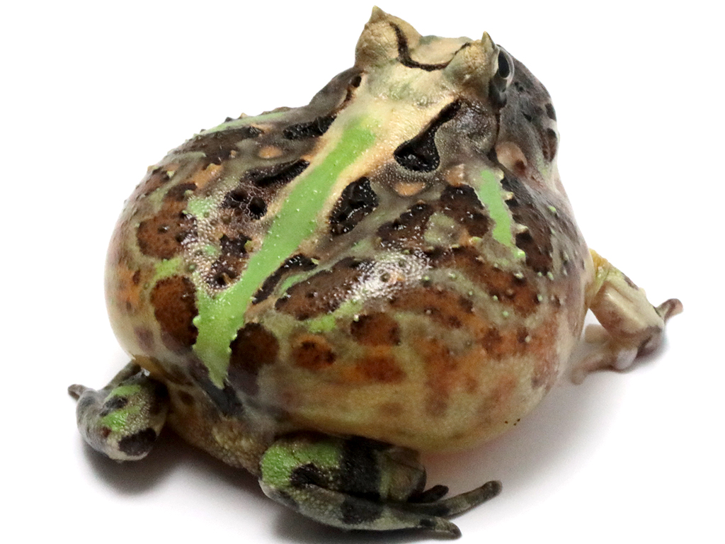 ブラジルツノガエル　厳選個体26-6