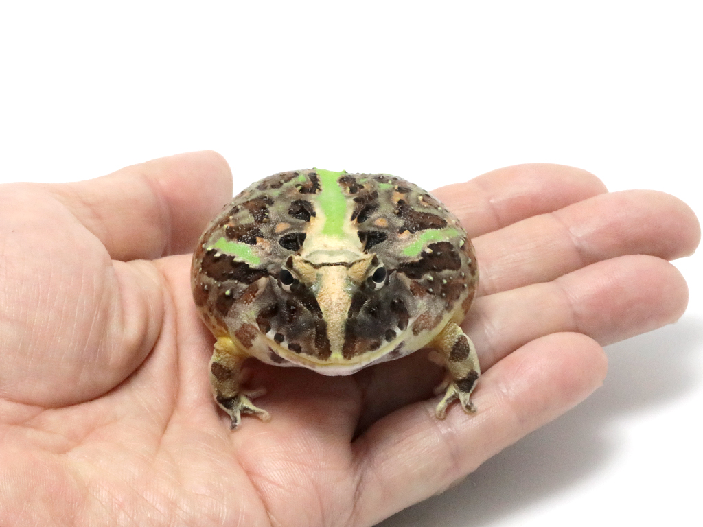 ブラジルツノガエル　厳選個体26-6