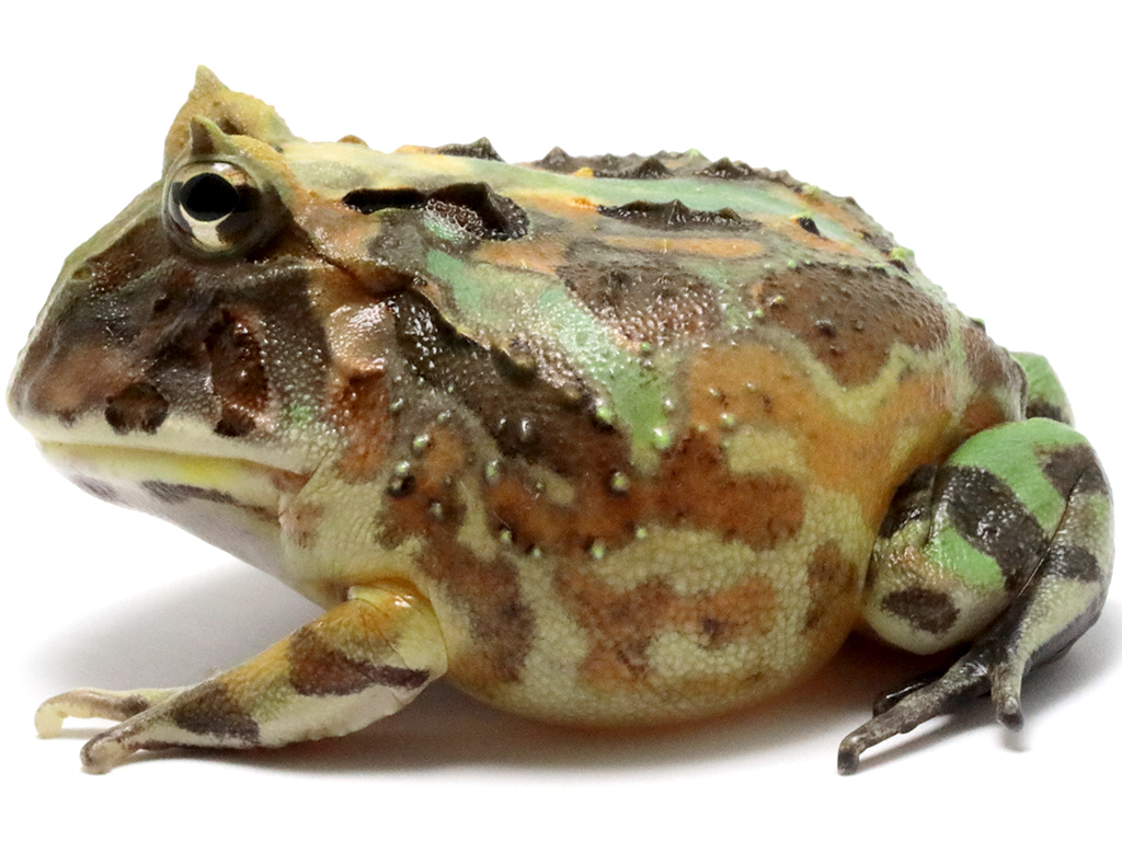 ブラジルツノガエル　厳選個体26-7