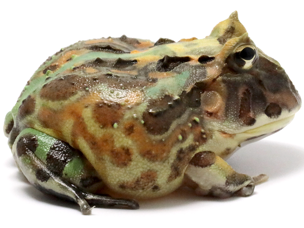 ブラジルツノガエル　厳選個体26-7