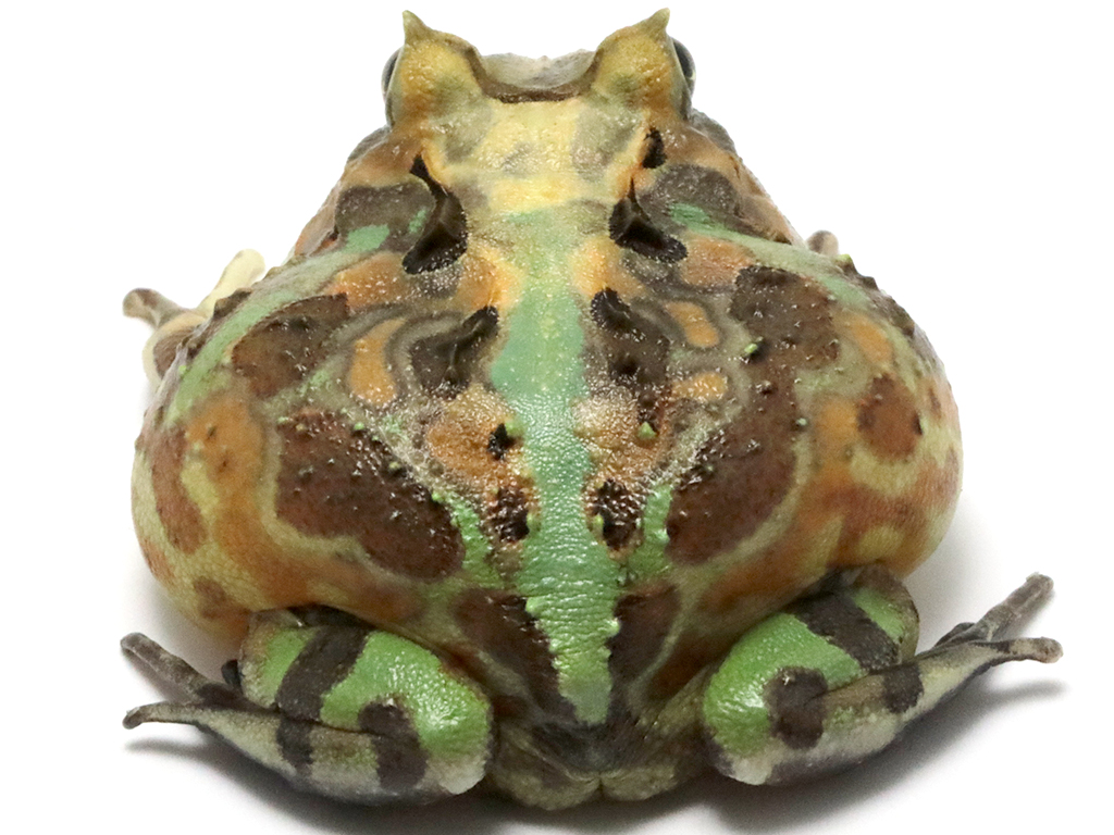 ブラジルツノガエル　厳選個体26-7